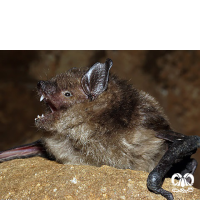 گونه خفاش سروتین Common Serotine